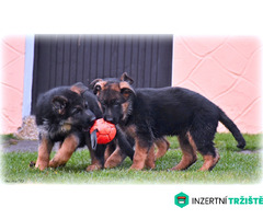 supr štěńata něm.ovčáka