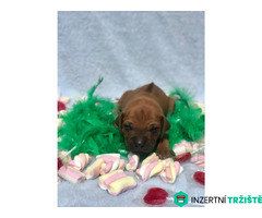 Rhodéský ridgeback s PP - 6