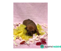 Rhodéský ridgeback s PP - 7