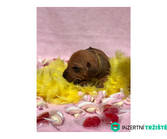 Rhodéský ridgeback s PP - 8