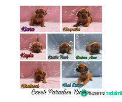 Rhodéský ridgeback s PP - 6