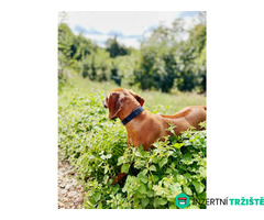 štěně Rhodéský ridgeback s PP - 6