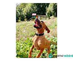 štěně Rhodéský ridgeback s PP - 6