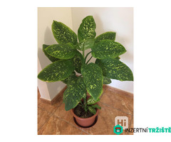 Difenbachie, vzrostlé, dekorativní
