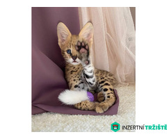 Nabízíme koťata plemen Savannah, serval a karakal.