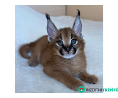 Nabízíme koťata plemen Savannah, serval a karakal.