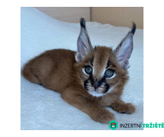 Nabízíme koťata plemen Savannah, serval a karakal.