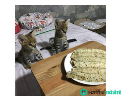 Nabízíme koťata plemen Savannah, serval a karakal.