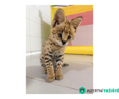 Nabízíme koťata plemen Savannah, serval a karakal. - 6